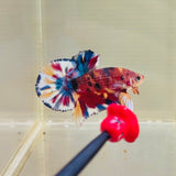 Quality Snowflake Multicolour (Male)