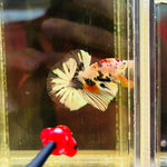 Snowflake Tancho Copper Koi Junior (Male)