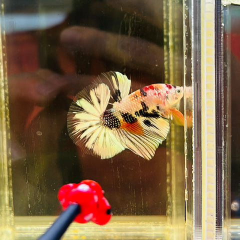 Snowflake Tancho Copper Koi Junior (Male)