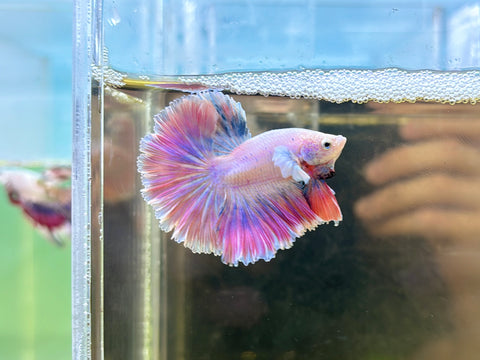 Blossom | Pink Pastel Rosetail / Feathertail (Male)