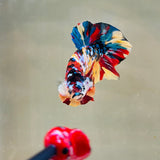 Galaxy Multicolour (Male)