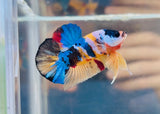 Rare! Tancho Candy (Male)