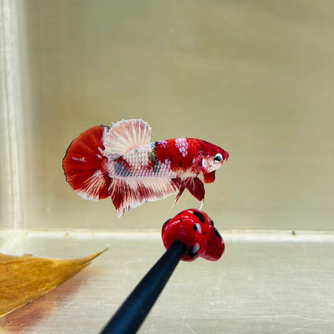 Barongsai Junior (Male)