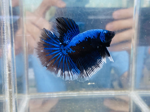 Blue Samurai Halfmoon (Male)