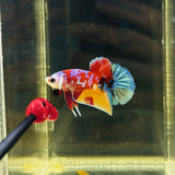 Headgear Galaxy Candy (Male)