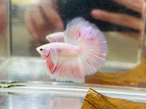 Soft-Pink Halfmoon Junior (Male)