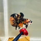 Orange Tiger Copper Koi (Male)