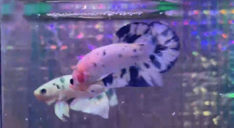 Blue Marble Junior (Male)