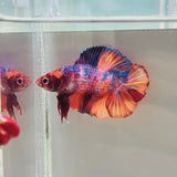 Rare! Purple Candy Giant DTPK (Male)