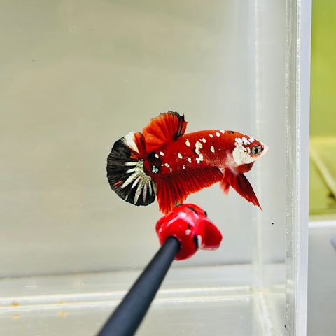 Ironamn Galaxy Copper Koi Junior (Male)