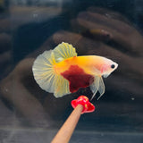 “Ronald McDonald” (Male)