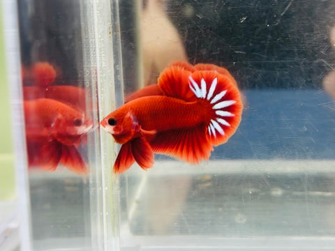 Startail Hellboy Junior (Male)