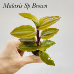 Malaxis sp brown