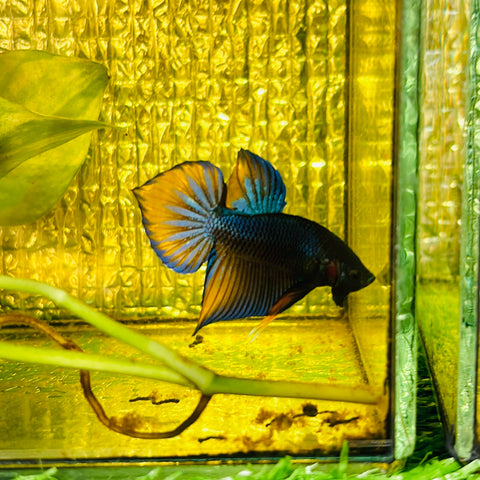 Orange Spadetail Splenden (Male)