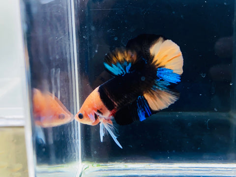 Just Betta, BETTA FLARE STICK 🐟 - Improved Design - Flare Your Bettas  Like A Pro! Usual 15 SGD (NOW @ 8.99-9.99 SGD) 👇🏻 Order Here! 👇�