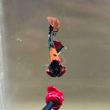 Blackhead Copper Candy (Male)