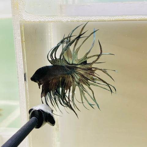 Copper KING Crowntail (Male)