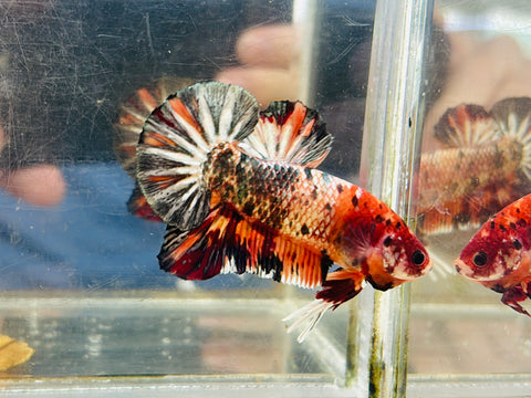 Copper Candy Giant Junior (Male)