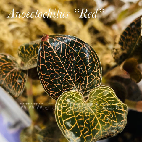 Anoectochilus red