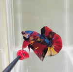 Form & Finnage | Candy Koi (Male)