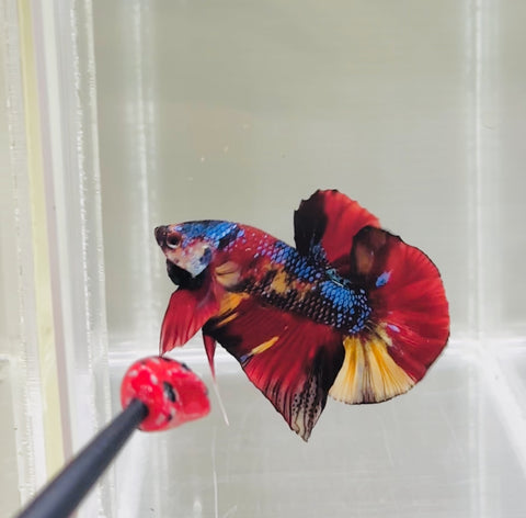 Form & Finnage | Candy Koi (Male)