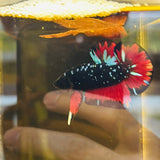 Vampire Stardust (Male)