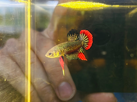 Red Copper Imbellis (Male)