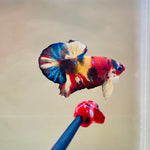 Candy Koi (Male)