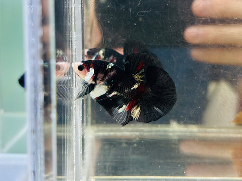 Black Copper Koi Junior (Male)
