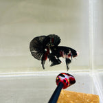 Black Copper Koi Junior (Male)
