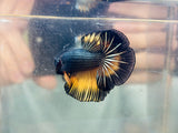 Yellow MG Rosetail Male (PRE-ORDER) $80-120