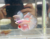 Soft-Pink Halfmoon Junior (Male)