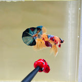 Turquoise Candy (Male)