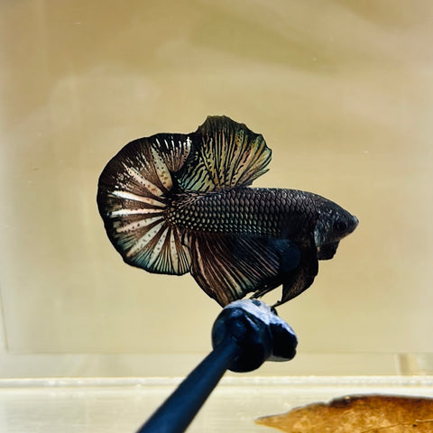 Black Copper (Male)