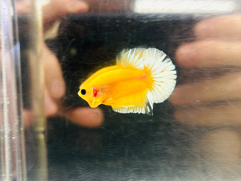 Snowflake Yellow Hellboy Junior (Male)
