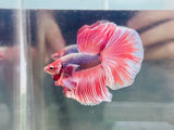 Pink Dumbo Halfmoon (Male)