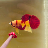 Rare! “Ronald McDonald” Nemo Candy (Male)
