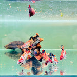 Candy Koi (Female) - Randomly Chosen