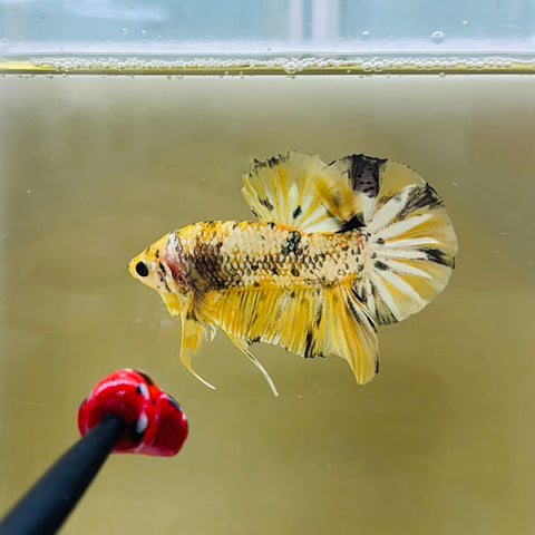 Yellow Copper Fancy Giant Junior (Male)