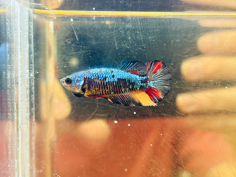 Metallic Candy (Female)