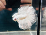 White Dragon Halfmoon (Male)