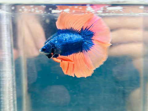 Orange Mascot DTHM (Male)