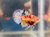 Snowflake Yellow Multicolour (Male)