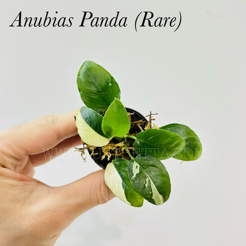 Anubias Panda (Rare) Emerse