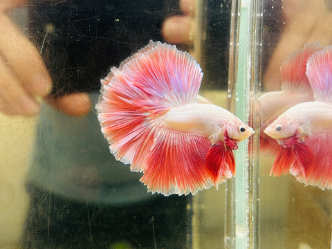 Pink Halfmoon (Male)