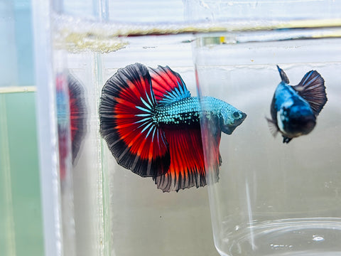 Rare! Green Goblin Vampire Halfmoon (Male)