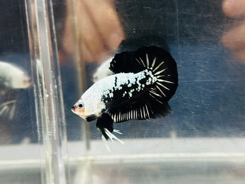 Panda Samurai (Male)