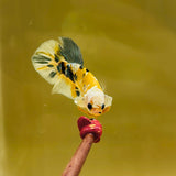 Headgear Yellow Copper Koi (Male)