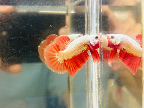 Orange Dragon Junior (Male)