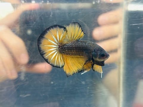BIG-Tail Copper MG (Male)